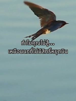 นกนางแอ่น